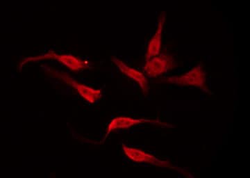 GPR135 Antibody
