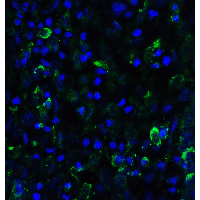 IHC-plus™ SMURF2 Antibody