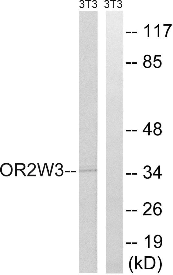 OR2W3 Antibody