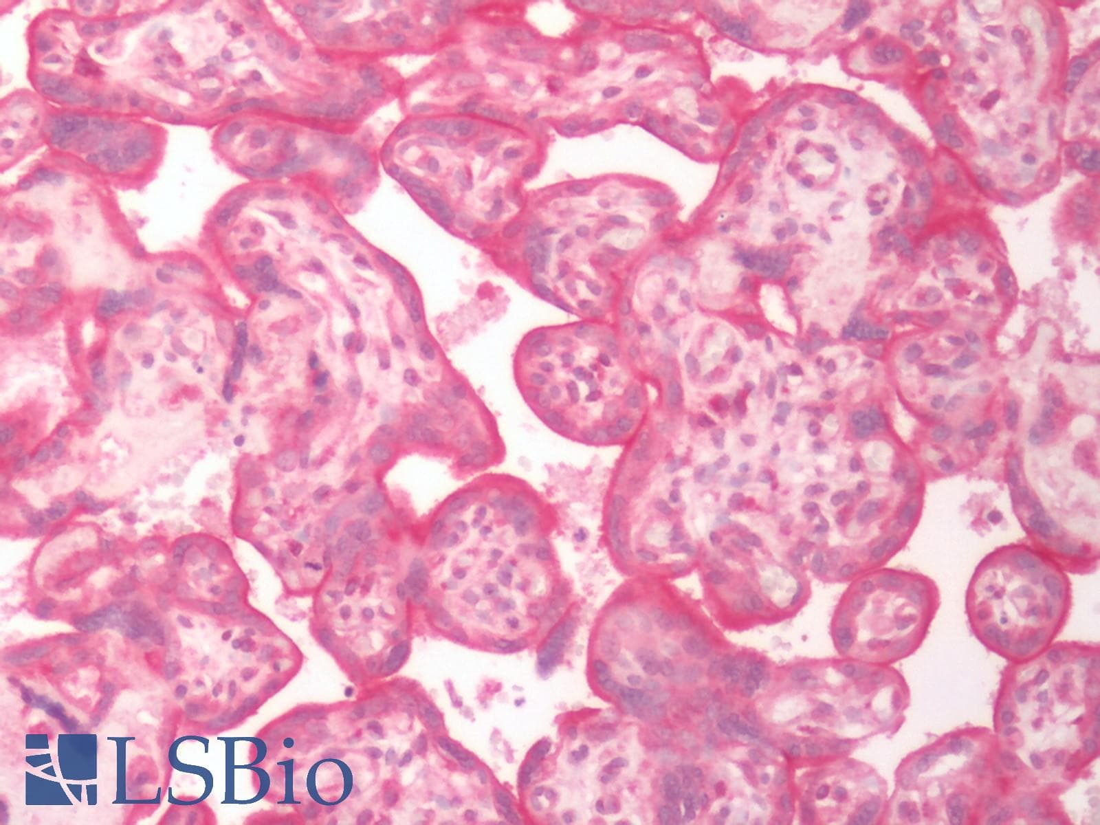 IHC-plus™ SLC5A6 / SMVT Antibody (Internal)
