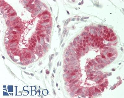 IHC-plus™ HINT / HINT1 Antibody (clone 1500CT836.13.93)