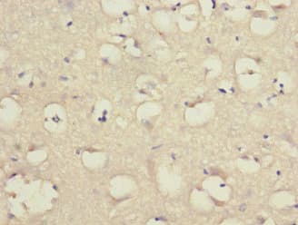 LINGO1 Antibody