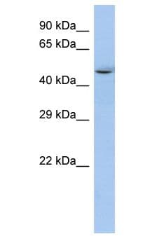 SP3 Antibody (aa32-81)