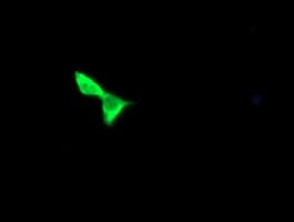 CCT8L2 Antibody (clone OTI1E12)