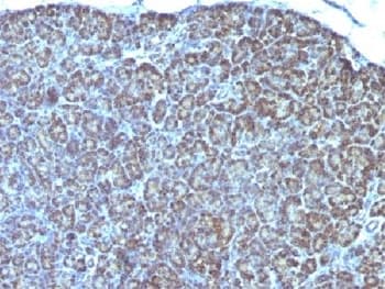 Mitochondria Antibody (clone MTC754, Ready-to-Use)