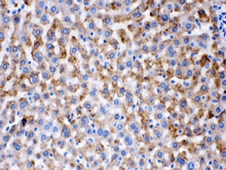 AK2 / Adenylate Kinase 2 Antibody