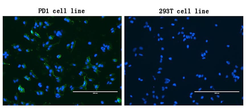 Monoclonal Mouse anti-Human PDCD1 / CD279 / PD-1 Antibody (clone OTI14B3, IF, WB)