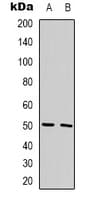 GPR180 Antibody (Internal)