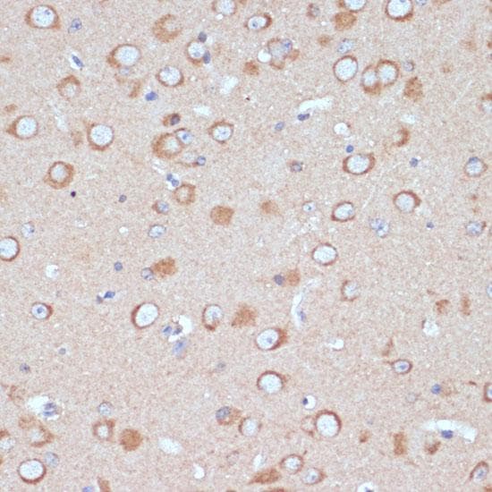 COPG2 Antibody