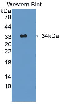 APPL1 / APPL Antibody (aa404-673, Biotin)
