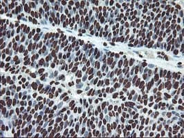 OSGEP Antibody (aa1-335, clone OTI9E3, Carrier-free)