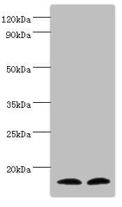 TAC1 Antibody (aa1-129)