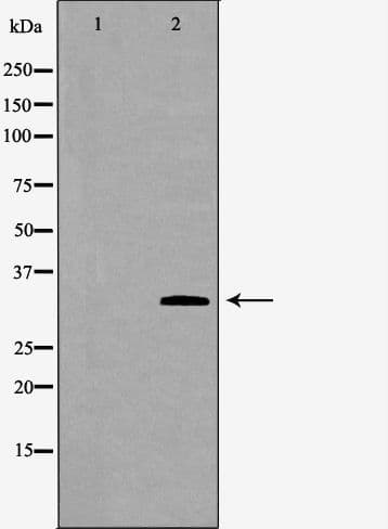 PRKRA / PACT Antibody