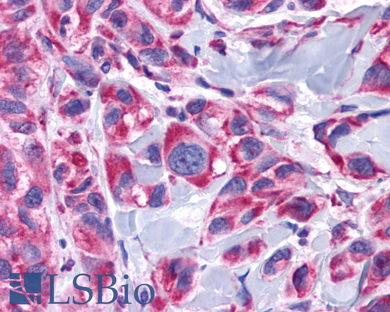 PathPlus™ ADRA1D / Adrenoceptor alpha 1D Antibody (Cytoplasmic Domain)