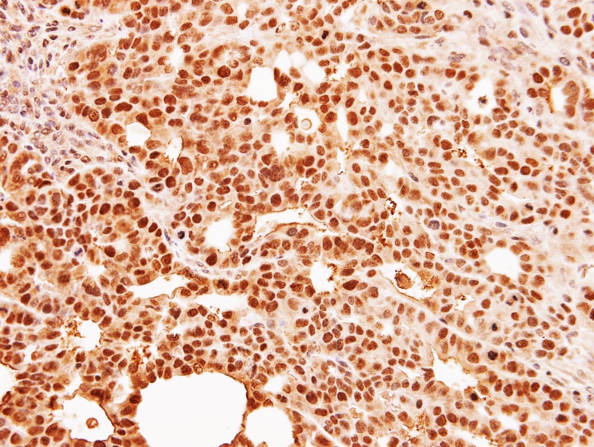 C9orf78 Antibody (aa1-239)