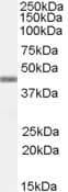 IHC-plus™ APOBEC3G / CEM15 Antibody (aa365-376)
