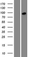 SH3RF3 Protein (Over-Expression Lysate Myc-DDK (Flag))
