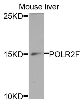 POLR2F Antibody