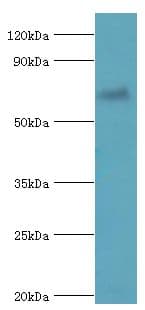 Polyclonal Rabbit anti-Human FANCG Antibody (aa343-622, WB)