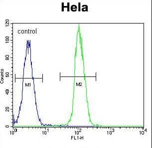 NTRK1 / TrkA Antibody (aa769-796)