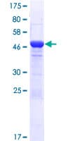 Human EFCAB1 Protein (Recombinant GST)