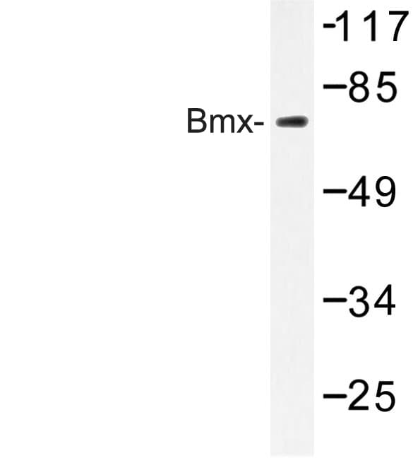 ETK / BMX Antibody (Tyr43)