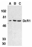TRAIL-R3 / DCR1 Antibody