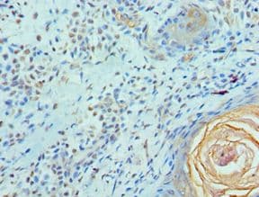 ELF4 / MEF Antibody (aa1-200)