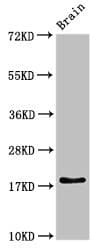 RPL23A Antibody