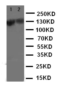 Polyclonal Rabbit anti-Human ZEB2 / SIP-1 Antibody (aa948-962, WB)