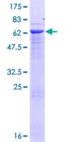 Human FAM98B Protein (Recombinant GST)