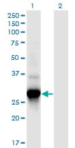 C4orf43 Antibody (clone 4A6)