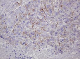 CTNND1 / p120 Catenin Antibody (clone OTI1G4, Carrier-free)