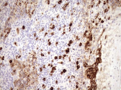 Zfp105 / ZNF35 Antibody (aa1-258, clone OTI4D5)