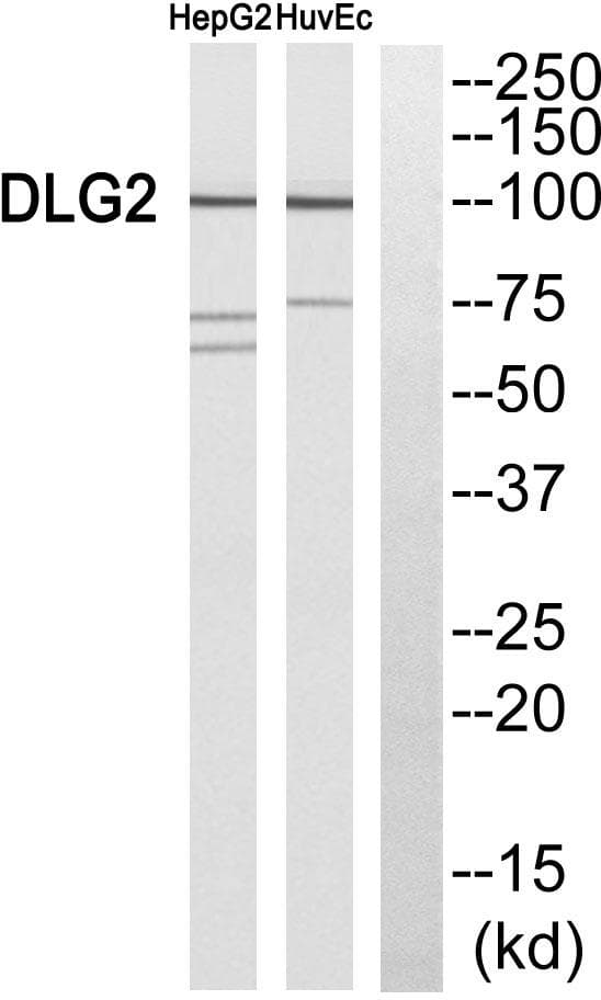 DLG2 / PSD93 Antibody