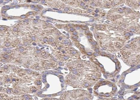 PDIA4 / ERP72 Antibody