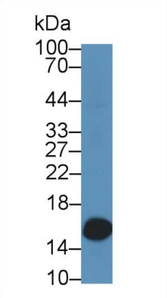 LGALS2 / Galectin 2 Antibody (aa1-130, Biotin)
