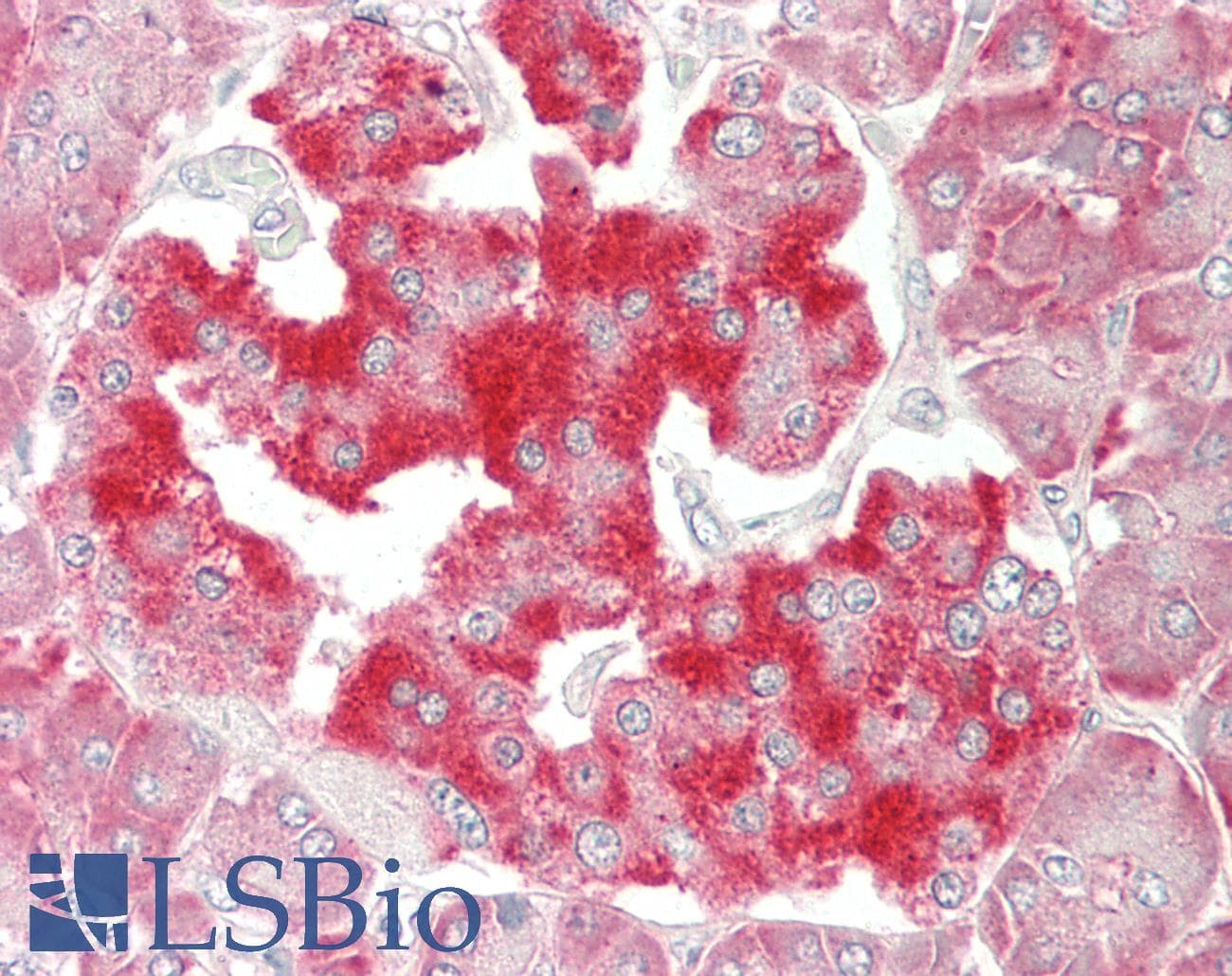 CR6 / GADD45G Antibody (clone 1.00E+02, Carrier-free)