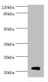 H1F0 Antibody (aa1-194)