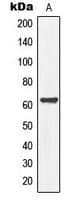 MEGF9 / EGFL5 Antibody (Internal)