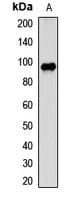 PDCD6IP / ALIX Antibody