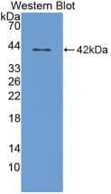 Orexin A Antibody (aa33-124)