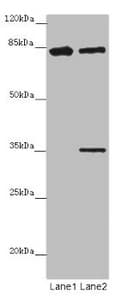 Polyclonal Rabbit anti-Human LRCH1 Antibody (IHC, IF, WB)