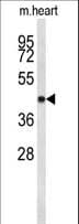 CDK19 / CDK11 Antibody (aa253-285)