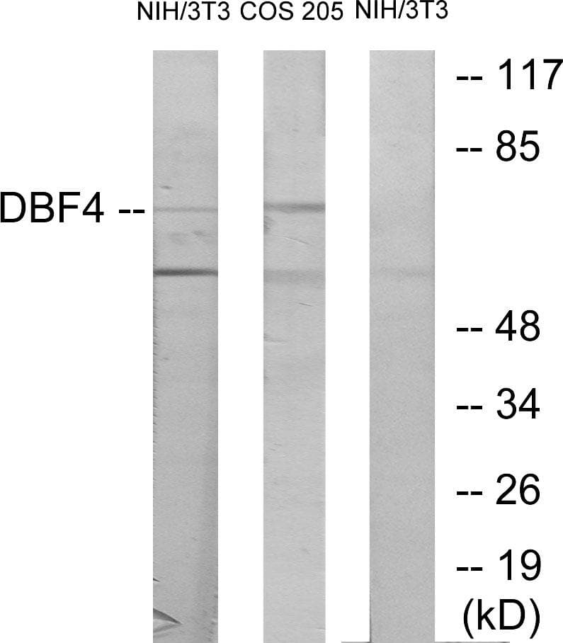 DBF4 Antibody