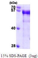 Human BIN1 Protein (Recombinant His)