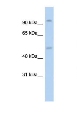NR3C1/Glucocorticoid Receptor Antibody (N-Terminus)