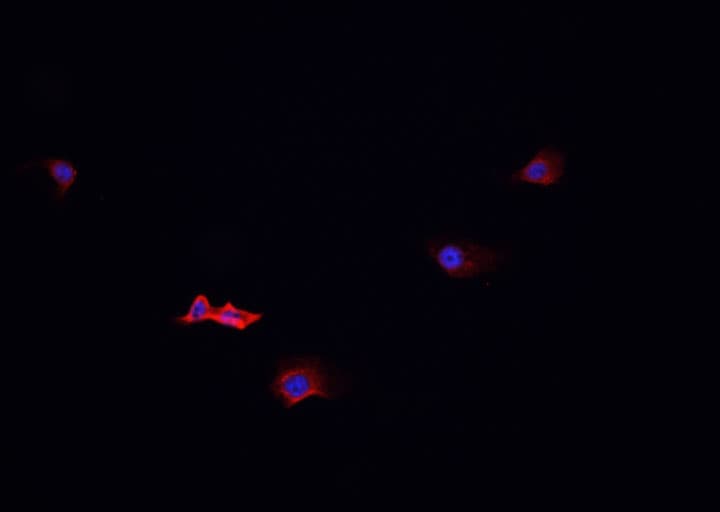 OR51E2 / PSGR Antibody