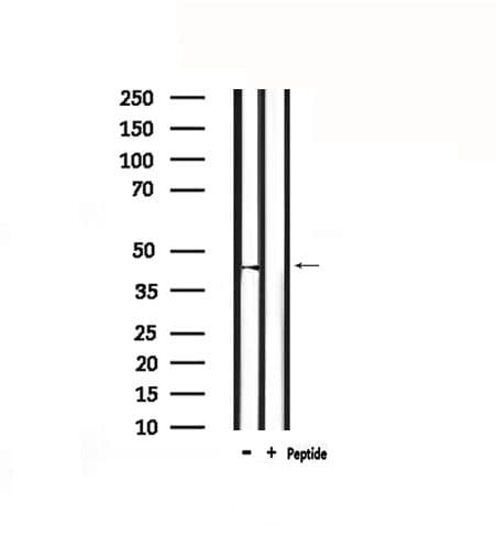 Encephalopsin / OPN3 Antibody