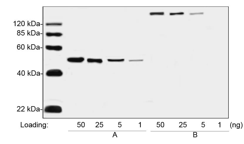 Mouse Anti-Human IgG Fc Secondary Antibody (clone 27B11E9)